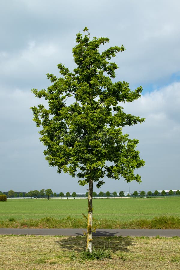Single Young Oak Tree Nearby a Path in the Fields Stock Photo Image