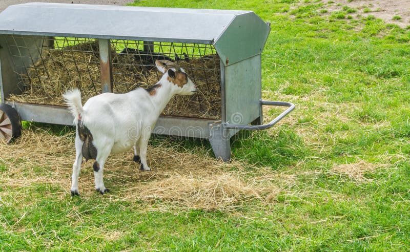 Single goat eating hay from the stack royalty free stock photos