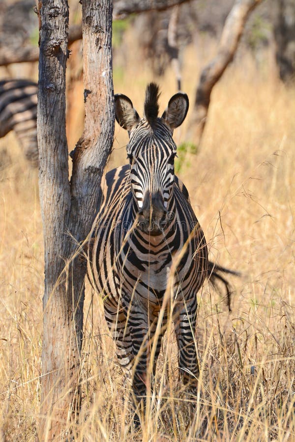 A Single Zebra at the Conservation Park of Lilayi Lodge in Zambia Stock  Photo - Image of stripes, single: 206259018