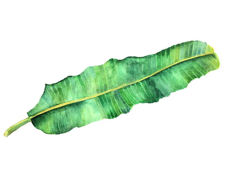 Botanical illustration of a realistic image of palm leaf Banana. Botanical illustration of a realistic image of palm leaf Banana