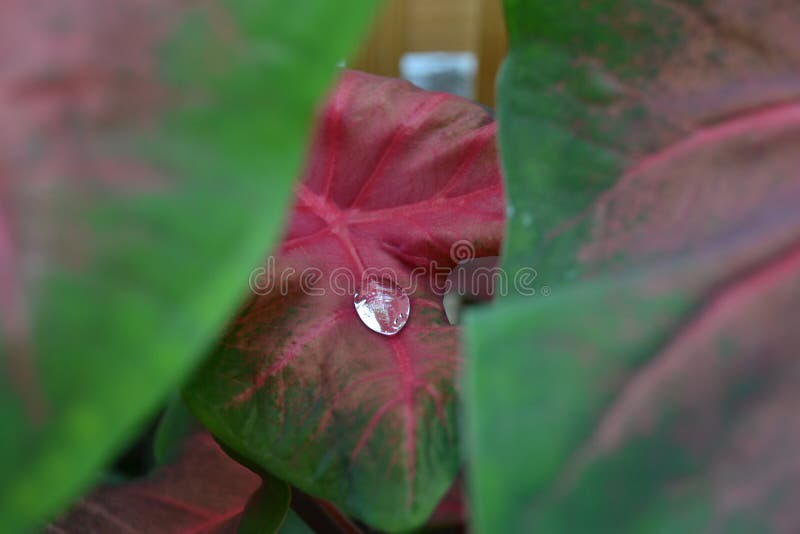 Singola goccia di pioggia sulla foglia fotografia stock Singola goccia di pioggia sulla foglia fotografia stock