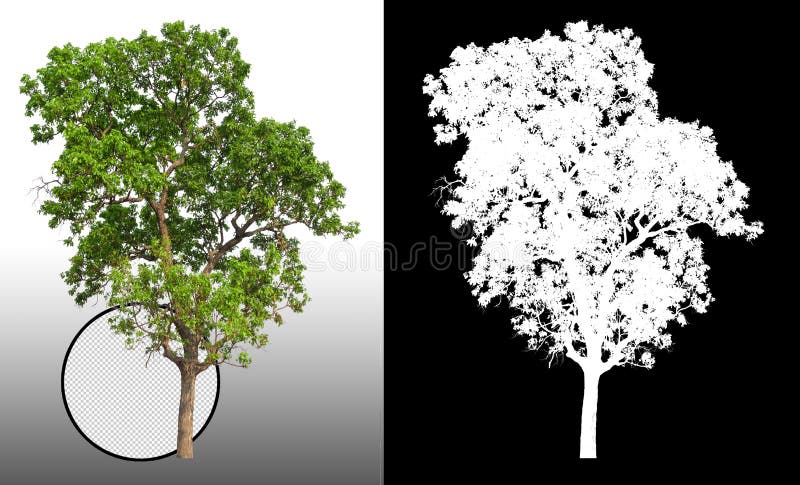 Singolo albero con il percorso di ritaglio illustrazione di stock Singolo albero con il percorso di ritaglio illustrazione di stock