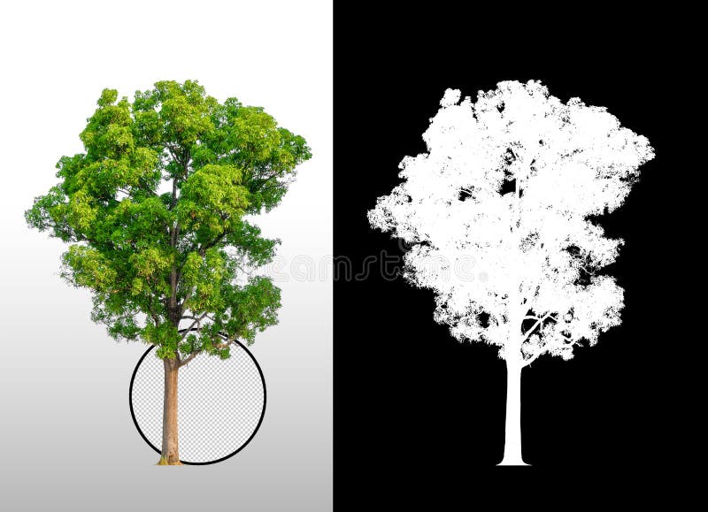 Singolo albero con il percorso di ritaglio royalty illustrazione gratis Singolo albero con il percorso di ritaglio royalty illustrazione gratis