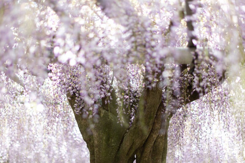 Singolo albero di floribunda del Giappone Wysteria al giardino di glicine fotografia stock libera da diritti Singolo albero di floribunda del Giappone Wysteria al giardino di glicine fotografia stock libera da diritti