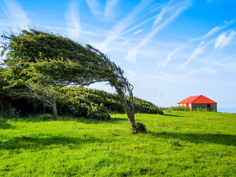 Singolo Albero Nel Giorno Ventoso Fotografia Stock Immagine Di singolo-albero-nel-giorno-ventoso-fotografia-stock-immagine-di