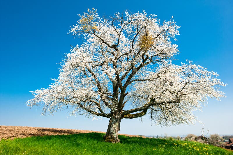 Singolo albero sbocciante in primavera