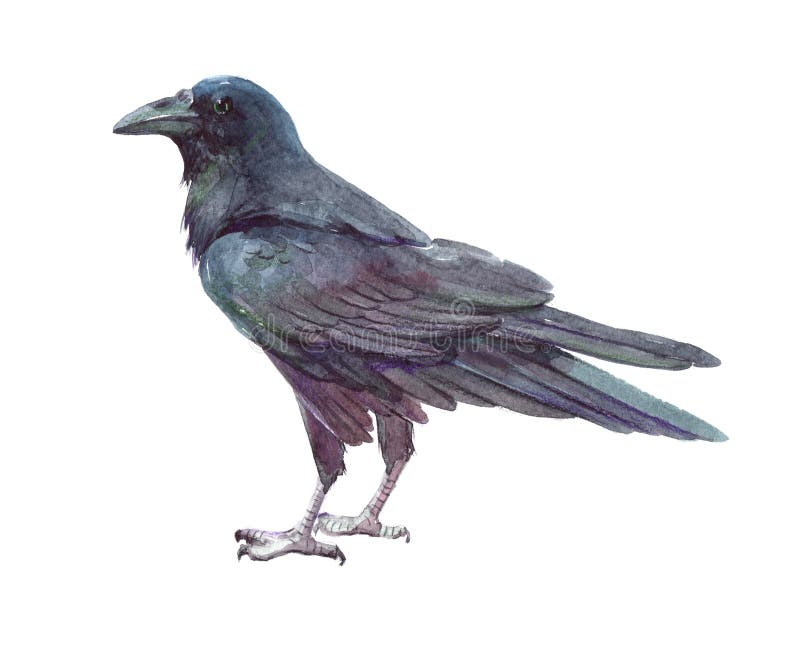 Singolo animale del corvo dell'acquerello isolato