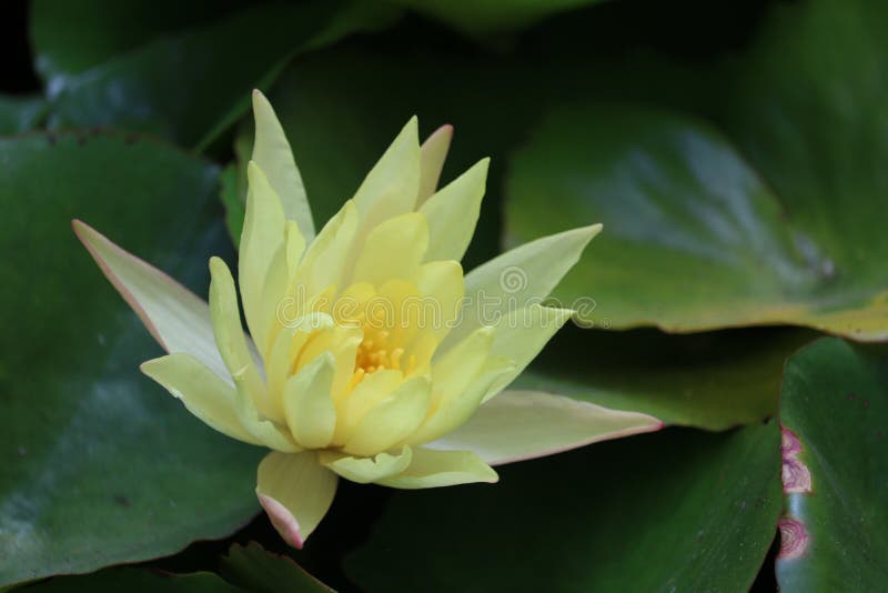 Singolo, aperto, ingiallisca waterlily il fiore che galleggia sullo stagno con fondo dei travertini verdi immagini stock Singolo, aperto, ingiallisca waterlily il fiore che galleggia sullo stagno con fondo dei travertini verdi immagini stock