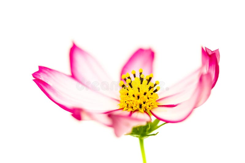 Singolo cosmos bipinnatus rosso-chiaro e rosa del di Flower†dell'universo del “Wild del fiore selvaggio che fiorisce durant immagini stock Singolo cosmos bipinnatus rosso-chiaro e rosa del di Flower†dell'universo del “Wild del fiore selvaggio che fiorisce durant immagini stock