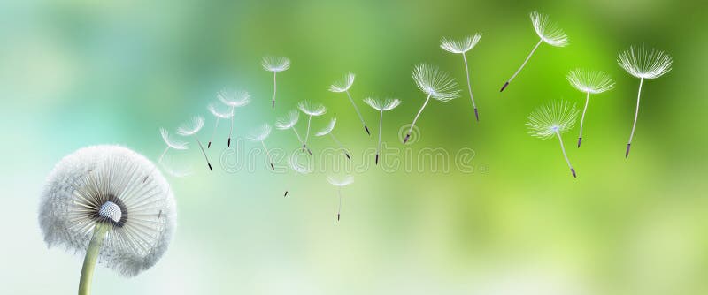 Singolo dente di leone con la volata dei semi assente royalty illustrazione gratis Singolo dente di leone con la volata dei semi assente royalty illustrazione gratis