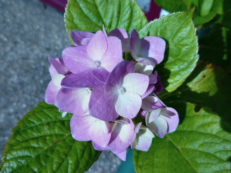 Singolo fiore dell'ortensia immagini stock libere da diritti Singolo fiore dell'ortensia immagini stock libere da diritti