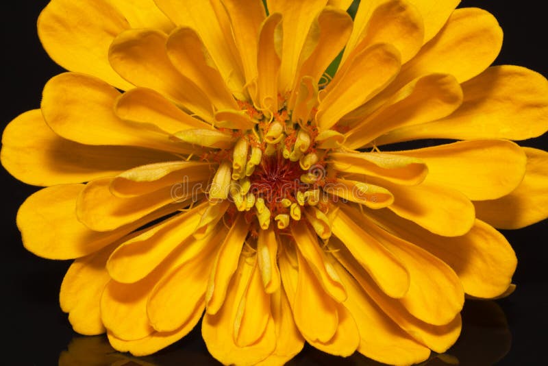 Singolo fiore della zinnia gialla isolato su fondo nero - alto vicino fotografie stock libere da diritti Singolo fiore della zinnia gialla isolato su fondo nero - alto vicino fotografie stock libere da diritti