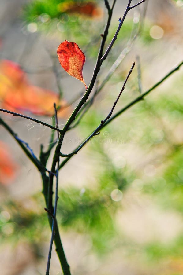 Singolo fondo rosso della foglia di autunno immagini stock Singolo fondo rosso della foglia di autunno immagini stock