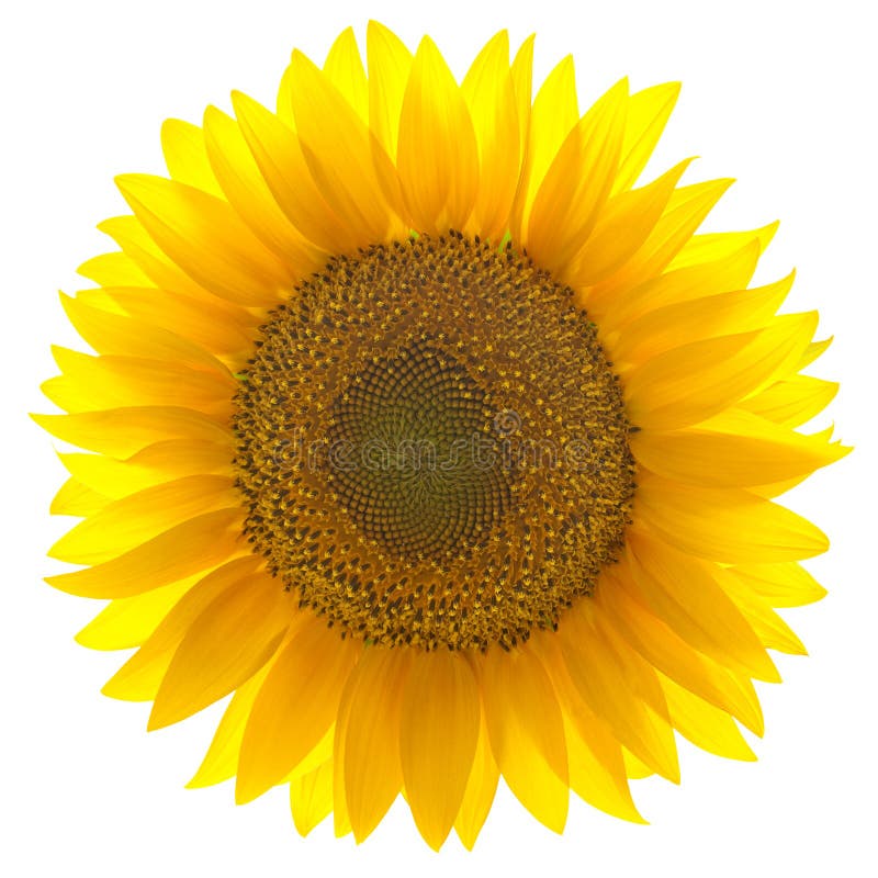 Single fresh sunflower isolated on white background / yellow beautiful flower. Single fresh sunflower isolated on white background / yellow beautiful flower