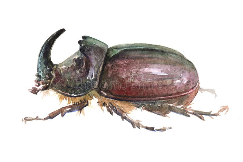 Singolo insetto dello scarabeo rinoceronte dell'acquerello royalty illustrazione gratis Singolo insetto dello scarabeo rinoceronte dell'acquerello royalty illustrazione gratis