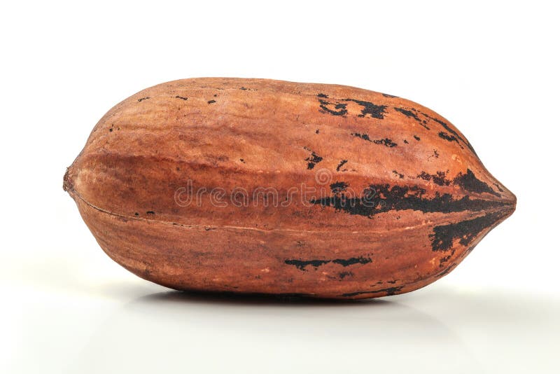 Singolo intero dado di illinoinensis del Carya del pecan nelle coperture, isolate fotografie stock libere da diritti Singolo intero dado di illinoinensis del Carya del pecan nelle coperture, isolate fotografie stock libere da diritti