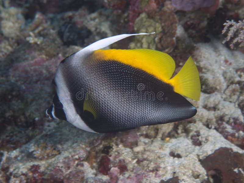 Singular bannerfish