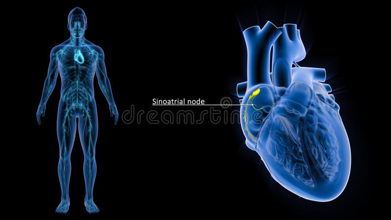 Sinoatrial Node in the Heart Stock Illustration - Illustration of  pulmonary, chambers: 174971976