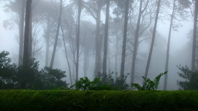 Sintra Forest Stock Photo Image Of Picturesque Mountain 37219472