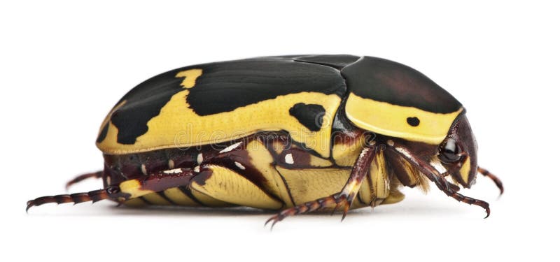 Sinuata de Pachnoda, una especie de escarabajo