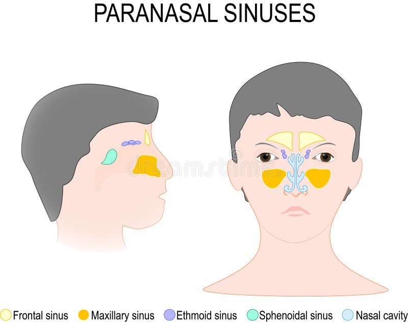 Sinus et fosse nasale de Paranasal illustration libre de droits Sinus et fosse nasale de Paranasal illustration libre de droits