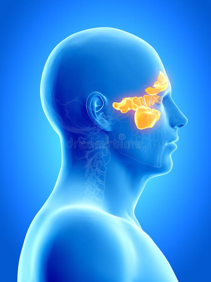 Sinuses royalty ilustracja Sinuses royalty ilustracja
