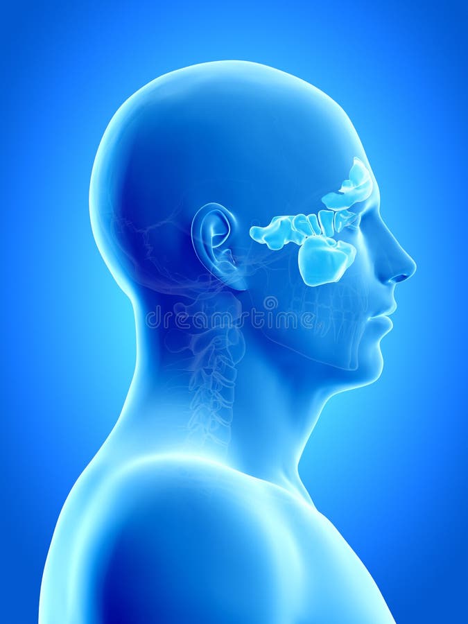 Head Anatomy Stock Illustration Biology Diagrams