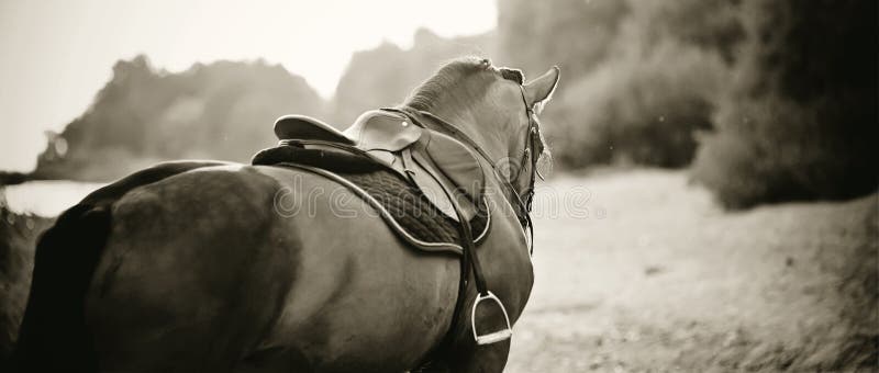 Saddle with stirrups on a back of a stallion. The back of a saddled red horse. Equestrian sport. Dressage horse. Saddle with stirrups on a back of a stallion. The back of a saddled red horse. Equestrian sport. Dressage horse