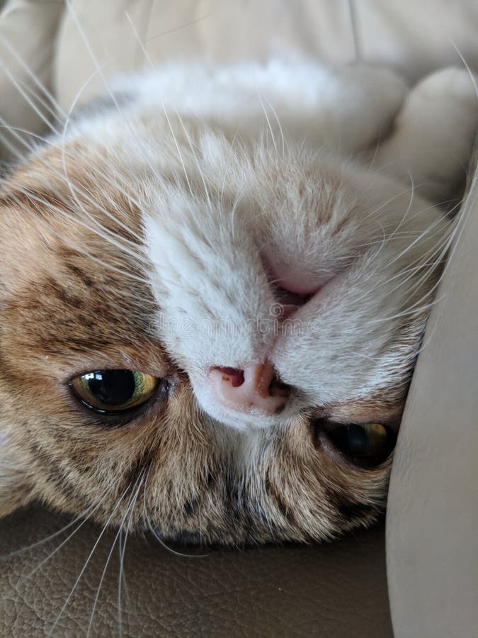 Sir Licks a Lot stock image. Image of licks, greatest 107471887