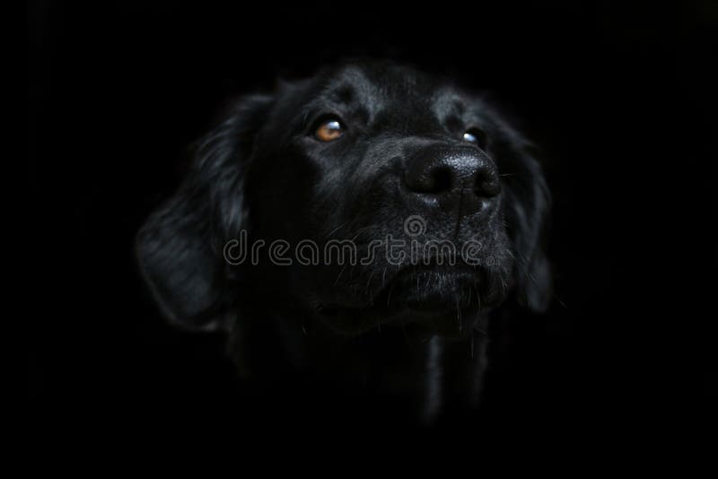 Cute Black Dog Face Wallpaper on a Dark Background Stock Image - Image of labrador, face: 6184197 Cute Black Dog Face Wallpaper on a Dark Background Stock Image - Image of labrador, face: 6184197