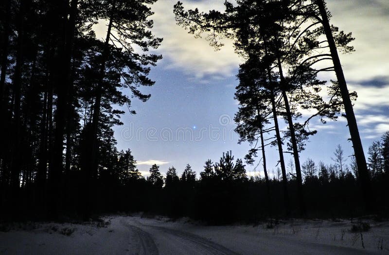Sirius stjärna på natthimmel och insnöad vinterskog fotografering för bildbyråer Sirius stjärna på natthimmel och insnöad vinterskog fotografering för bildbyråer