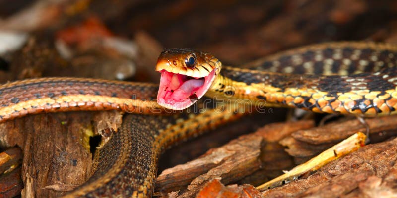 Garter Snake (Thamnophis sirtalis) takes a defensive position. Garter Snake (Thamnophis sirtalis) takes a defensive position.