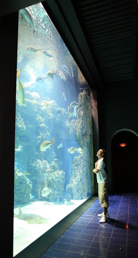 Sirva cerca del acuario con los pescados en el museo oceanográfico Mónaco fotografía de archivo libre de regalías Sirva cerca del acuario con los pescados en el museo oceanográfico Mónaco fotografía de archivo libre de regalías