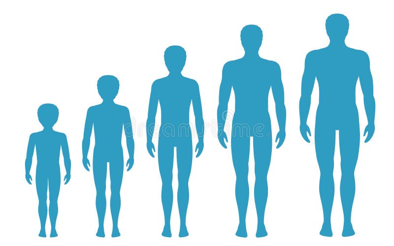 Sirva las proporciones del cuerpo del ` s que cambian con edad Etapas del crecimiento del cuerpo del ` s del muchacho Ilustración