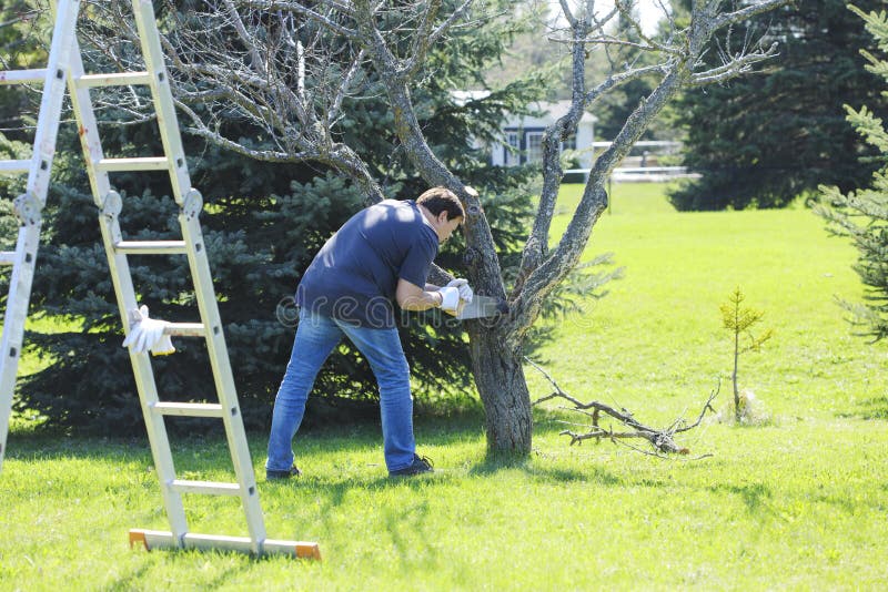Sirva usando una sierra para cortar un árbol de la rama Jardinero que trabaja en t fotografía de archivo libre de regalías Sirva usando una sierra para cortar un árbol de la rama Jardinero que trabaja en t fotografía de archivo libre de regalías