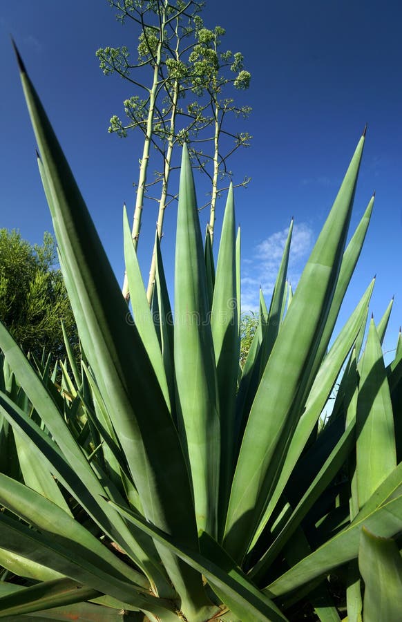 Sisal Plant, agave sisalana, Plantation in Madagascar near Fort