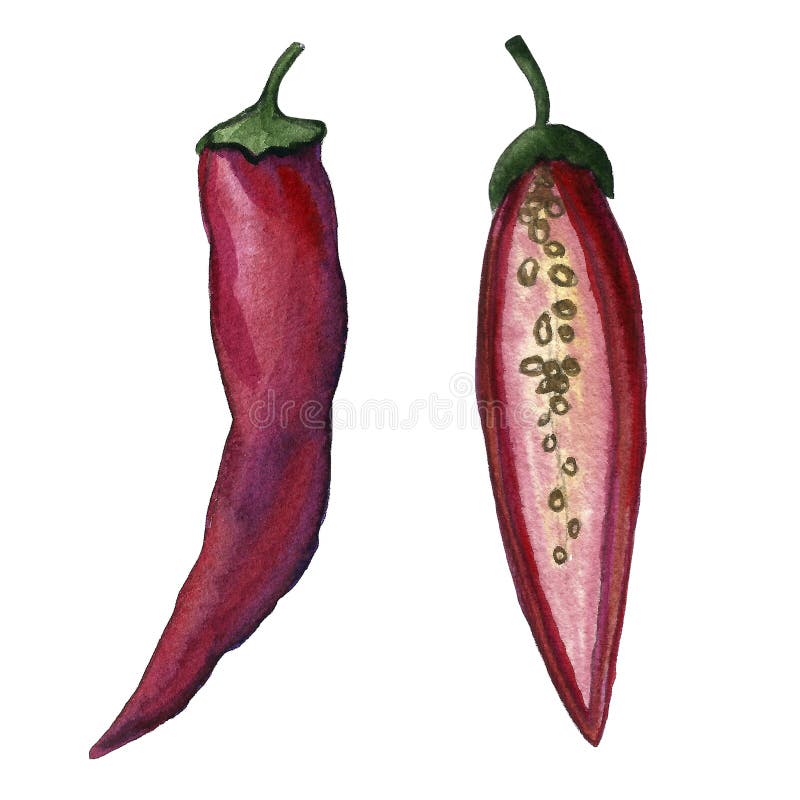 Sistema candente de las pimientas de chiles Acuarela del dibujo de la mano Puede ser utilizado para las postales, etiquetas engom libre illustration Sistema candente de las pimientas de chiles Acuarela del dibujo de la mano Puede ser utilizado para las postales, etiquetas engom libre illustration