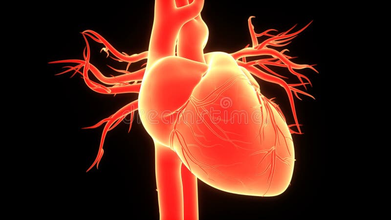 Sistema circulatorio humano concepto de animación de latido cardíaco anatomía