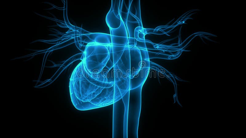 Sistema circulatorio humano concepto de animación de latido cardíaco anatomía