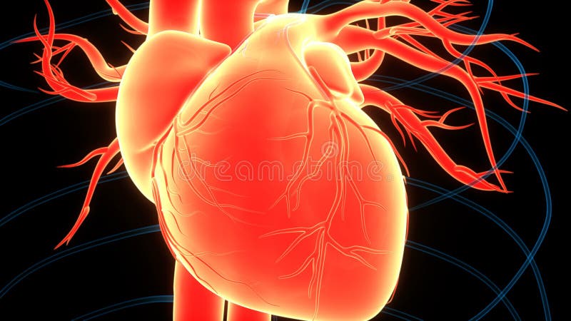 Sistema circulatorio humano concepto de animación de latido cardíaco anatomía