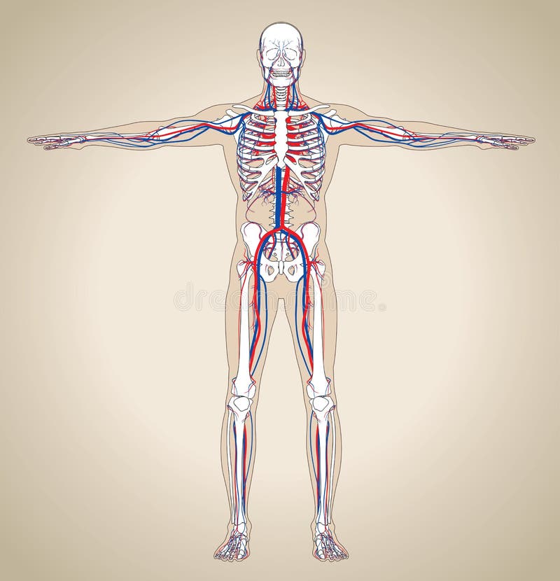 Sistema Circulatorio Masculino Ilustración Vectorial De La Circulación