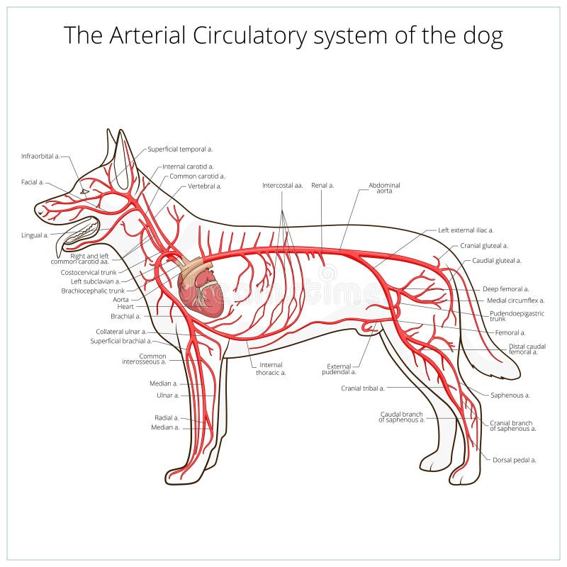 Sistema circulatório arterial do vetor do cão ilustração royalty free