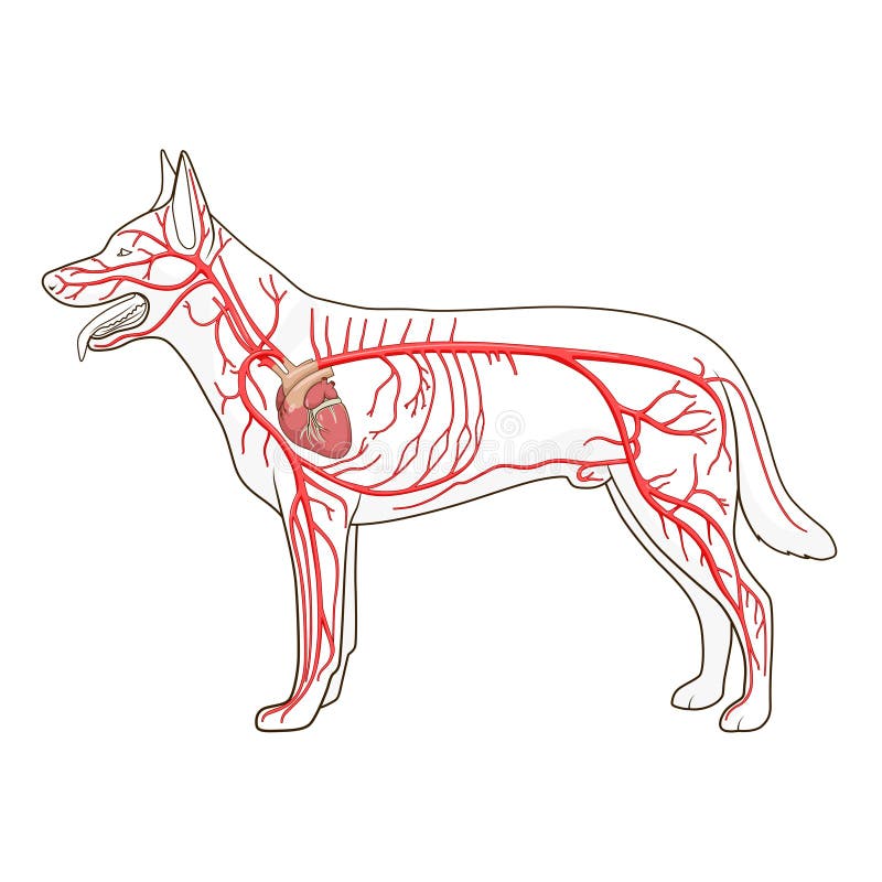 Sistema circulatório arterial do vetor do cão ilustração stock