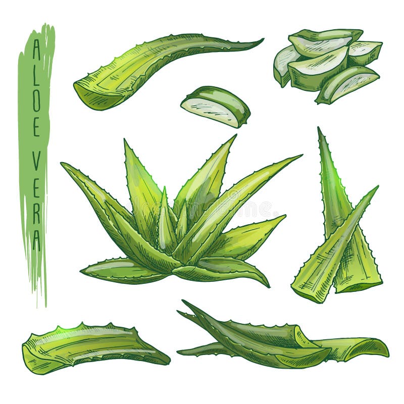 Sistema colorido de los elementos de Vera del áloe Siluetas del vector de la planta botánica stock de ilustración Sistema colorido de los elementos de Vera del áloe Siluetas del vector de la planta botánica stock de ilustración