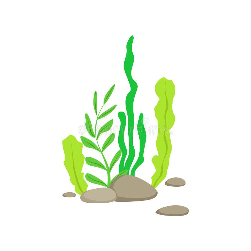 Sistema de diversas algas subacuáticas inferiores que crecen en la roca stock de ilustración Sistema de diversas algas subacuáticas inferiores que crecen en la roca stock de ilustración