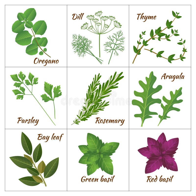 Sistema de diversas hierbas culinarias o de hierbas y de especias aromáticas medicinales, curativas stock de ilustración Sistema de diversas hierbas culinarias o de hierbas y de especias aromáticas medicinales, curativas stock de ilustración