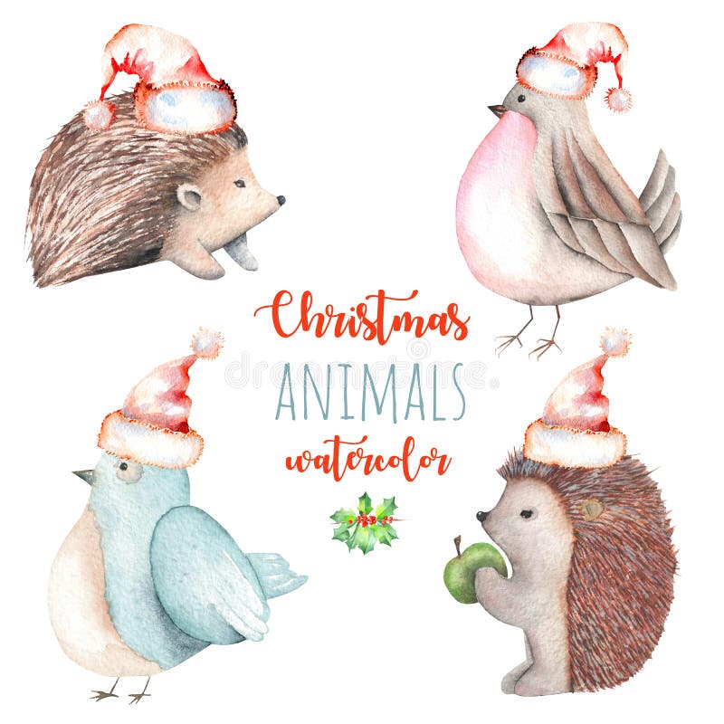 Sistema de ejemplos lindos de los pájaros y de los erizos de la Navidad de la acuarela ilustración del vector Sistema de ejemplos lindos de los pájaros y de los erizos de la Navidad de la acuarela ilustración del vector