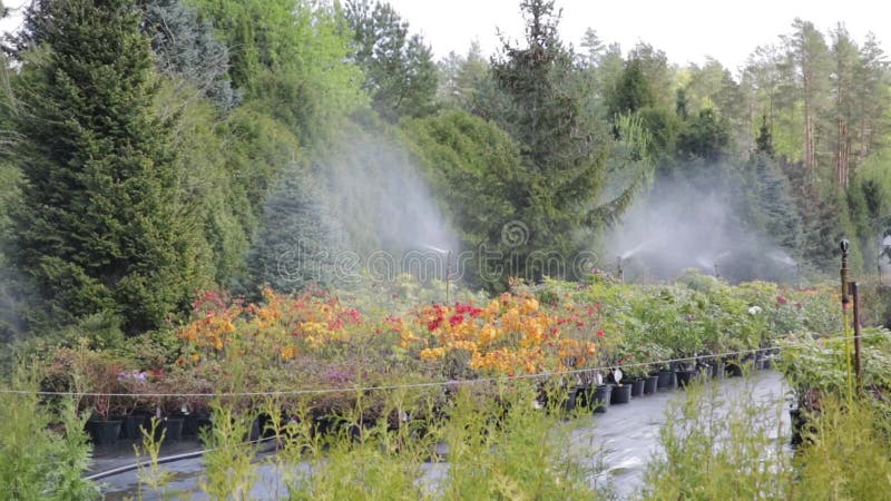 Sistema de sistema de extin??o de inc?ndios da ?gua que trabalha em uma planta??o do ber??rio do jardim Sistema de irriga??o da ?