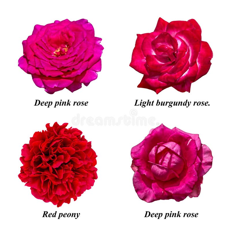 Sistema De Flores Aisladas: De Color Rosa Oscuro Subió, Borgoña Ligera Subió, R Foto de archivo - Imagen de fondo, resorte: 110761520 Sistema De Flores Aisladas: De Color Rosa Oscuro Subió, Borgoña Ligera Subió, R Foto de archivo - Imagen de fondo, resorte: 110761520