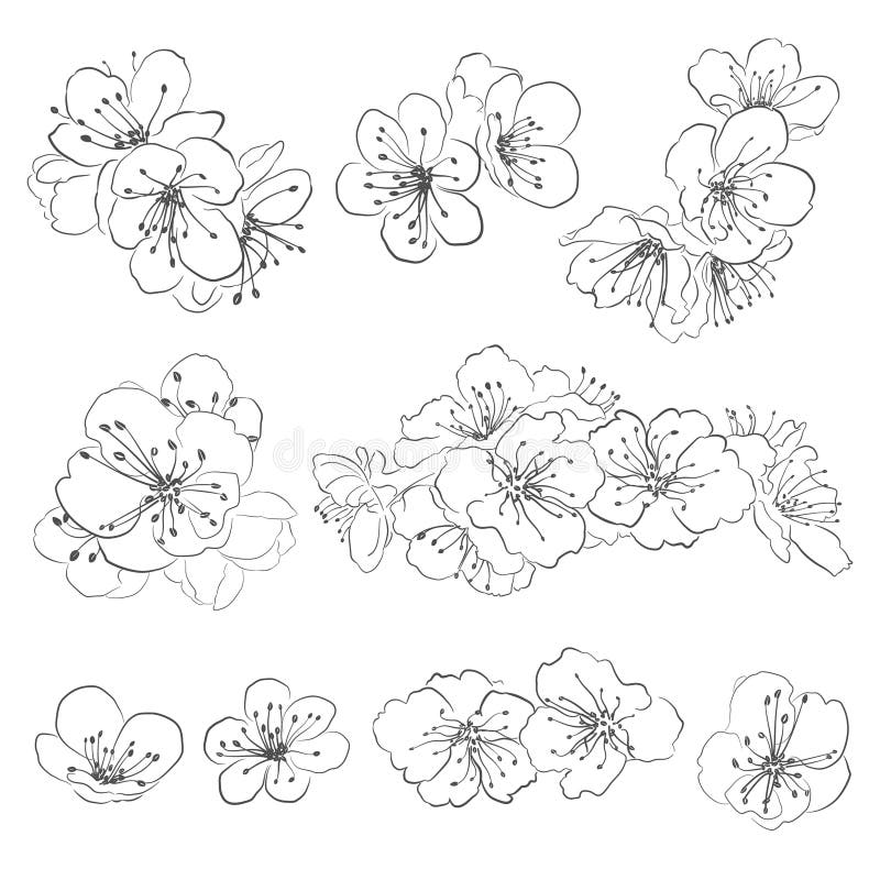 Sistema De Flores De Cerezo Del Dibujo Ilustración del Vector - Ilustración de chino, flor: 65611437 Sistema De Flores De Cerezo Del Dibujo Ilustración del Vector - Ilustración de chino, flor: 65611437